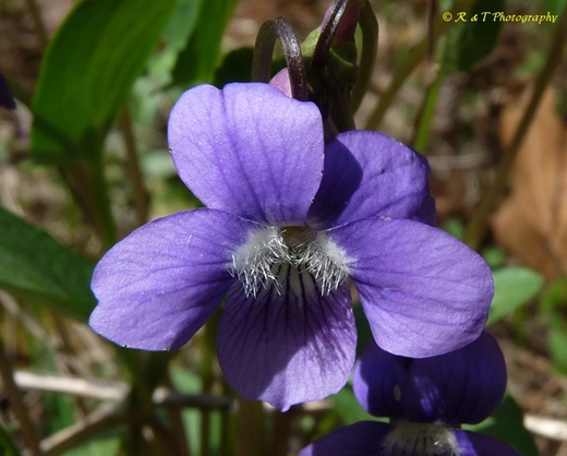 {Viola sagittata}